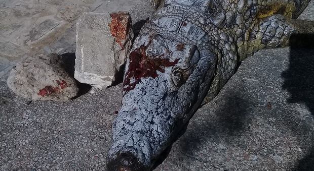 Tunisi, coccodrillo ucciso allo zoo