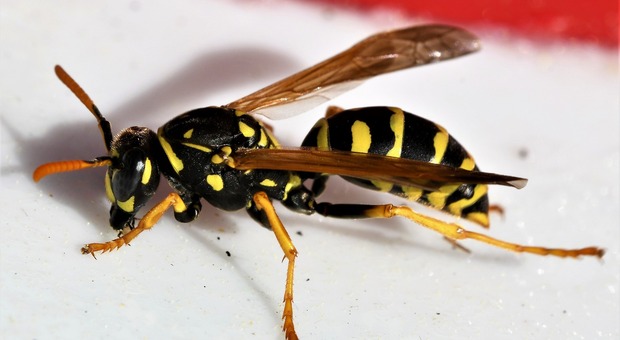 Nido di vespe in casa - Foto di Nature-Pix da Pixabay
