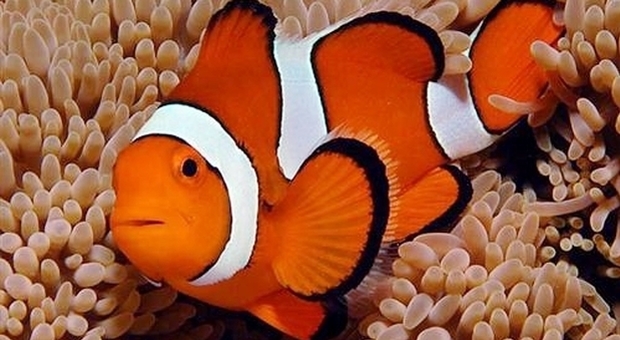 «Nemo a rischio estinzione, potrebbe scomparire dagli oceani per colpa dei cambiamenti climatici»