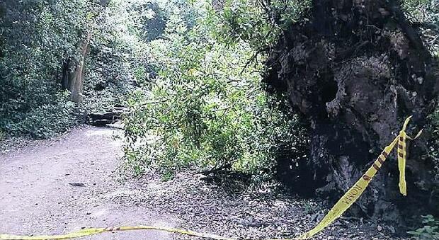 Roma, Villa Ada, crollati tre alberi in pochi giorni: «Non ci sono controlli»