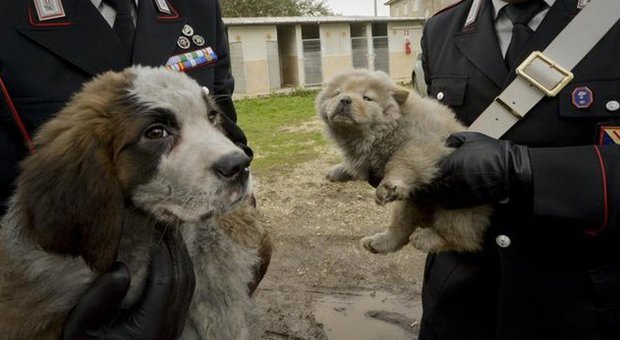 Aversa, vendevano cuccioli di cane malati: sequestrato allevamento al centro di un traffico internazionale