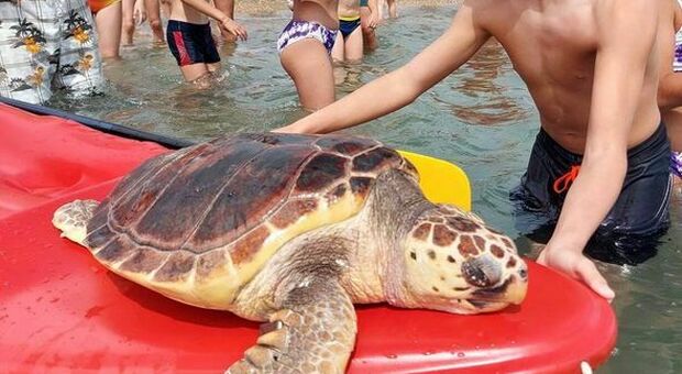 Tartaruga caretta caretta trovata morta in spiaggia a Ostia: la profonda ferita sul carapace