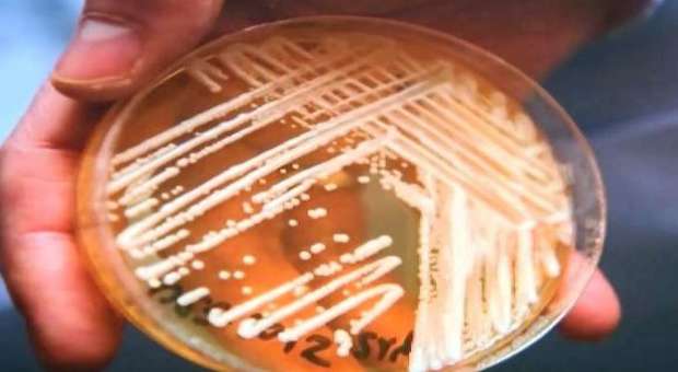 Candida Auris, il fungo mutato con il riscaldamento globale: può uccidere in 90 giorni
