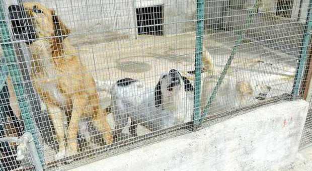 Ciotole e volontariato per seicento cani: «Più fondi o molliamo»