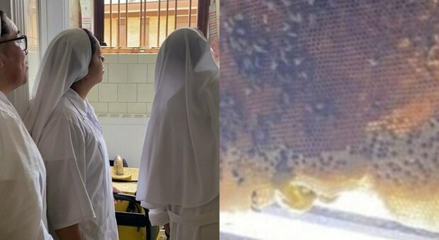 Scoperte 70 mila api nell’intercapedine di un convento sulla Cassia. L’etologo: «Sono pericolose, niente azioni fai da te»