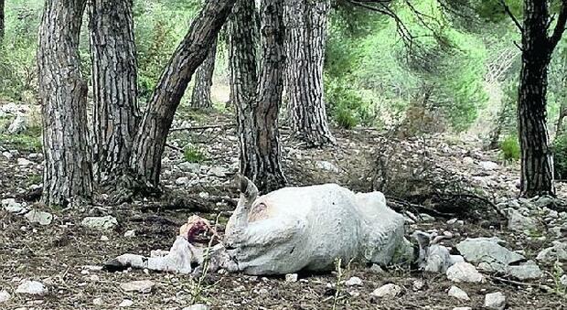 Mucche morte abbandonate sul sentiero di San Benedetto: la denuncia