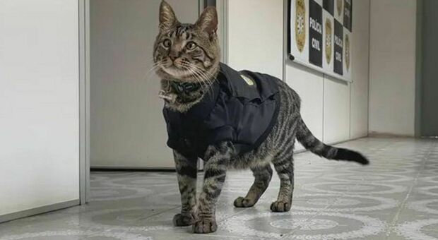 Paulinho il gatto poliziotto del distretto di Bagé, in Brasile