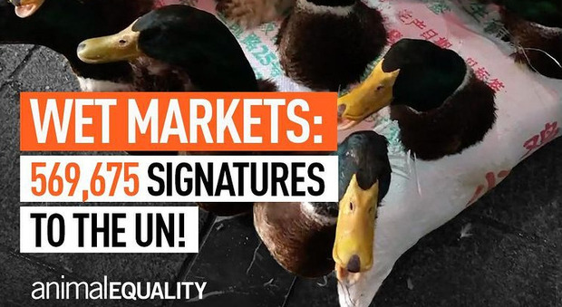 Animali, oltre 569mila firme contro i wet market: la richiesta all'Onu