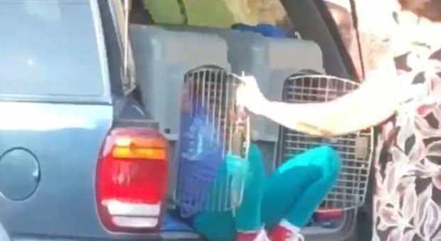 Mette i nipoti di 7 e 8 anni nei trasportini per cani nel portabagagli: nonna in manette