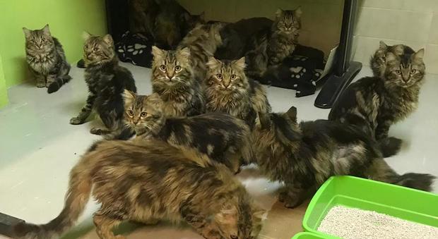 Roma, muore anziana: trovano settanta gatti abbandonati in casa
