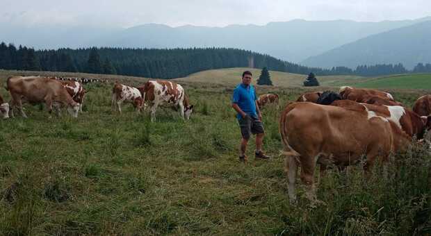 Mirko Breda segue da vicino le mucche della latteria al pascolo
