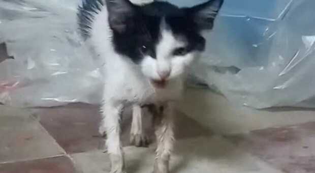 Abbandonata e intrappolata in una gabbia con la colla: la gattina Mira ce l'ha fatta grazie all'intervento di tre volontari