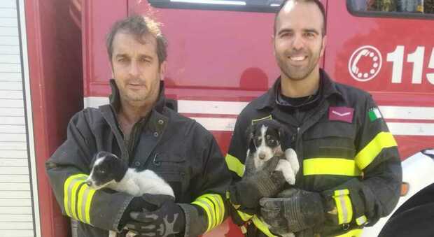 Due bellissimi cuccioli abbandonati in un dirupo: salvati dai vigili del fuoco