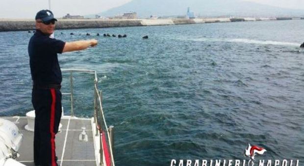 I carabinieri sequestrano dieci tonnellate di cozze «fuorilegge»