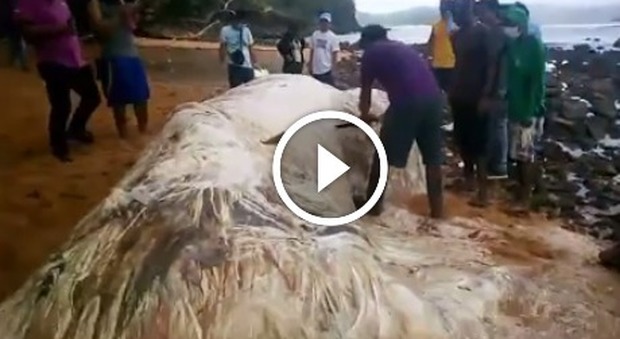 I resti di una creatura "aliena" approdano a riva. Choc nelle Filippine, poi il mistero viene risolto