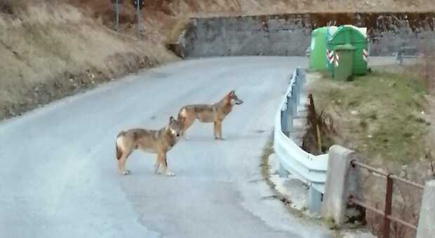 Poca gente e poche auto incoraggiano i lupi a scendere fino agli abitati, come a Funes di Chies d'Alpago