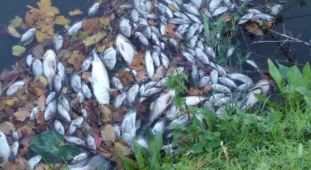 Montegrotto, misteriosa moria di pesci: centinaia di esemplari a galla nel canale