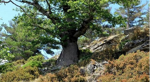 Si chiama Demetra e ha 935 anni: UniSalento scopre l'albero più vecchio del mondo