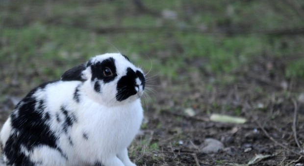 Trova il coniglio con la testa mozzata macabra scoperta in giardino