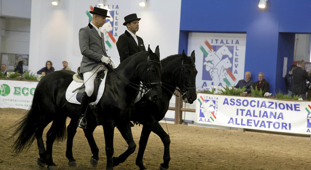 Dall'arabo all'iberico, 60 tra le più belle razze di cavalli in Fiera