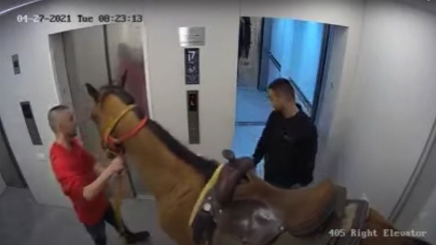 Un cavallo usa l'ascensore in un lussuoso complesso residenziale a Tel Aviv