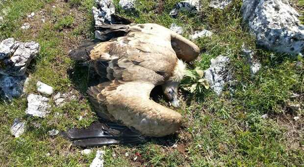 Lupi e grifoni avvelenati nel parco, trovati morti anche i piccoli dei rapaci