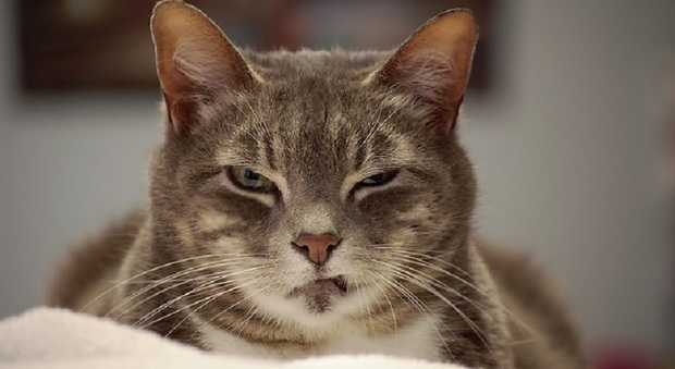 Perché i gatti entrano nelle scatole e si fanno le unghie sul divano? Le abitudini feline svelate dalla scienza