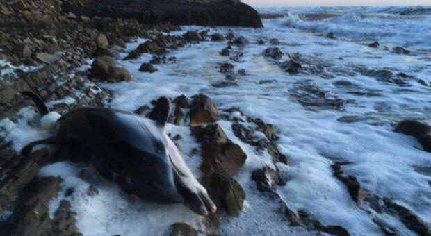Cilento, delfino senza vita ritrovato nell'incantevole area di Punta Licosa