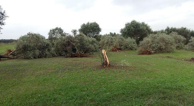 Alberi di ulivo abbattuti a Torre Santa Susanna dalla furia del vento