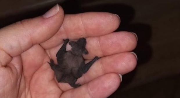Il baby pipistrello trovato nel balcone di una casa a Ostia
