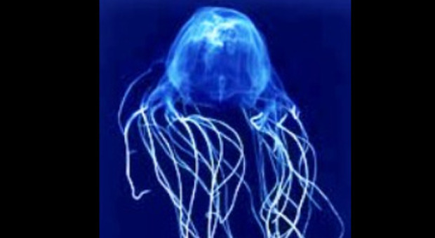 Un esemplare di cubo-medusa