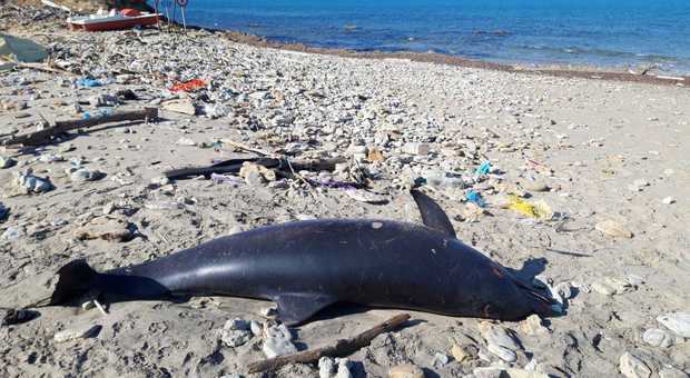 Brindisi, sulla spiaggia un delfino senza vita
