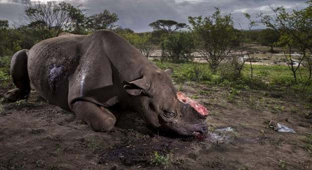 Wildlife Photographer of the Year, vince lo scatto del rinoceronte ucciso e mutilato
