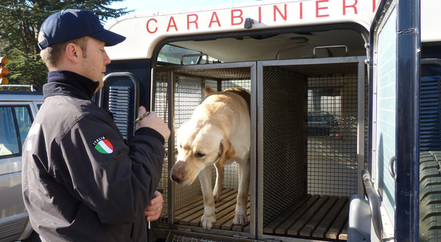 Pesaro, i carabinieri entrano a scuola con il cane e trovano la marijuana sulla finestra
