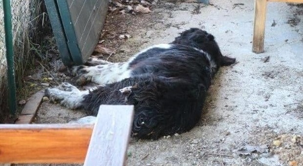 Cane trovato morto legato con una catena lunga 15 centimetri: «Ferite sul collo»