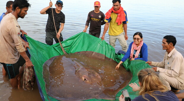 Pastinaca "gigante" di 180 kg scoperta nel fiume Mekong: 4 metri di larghezza