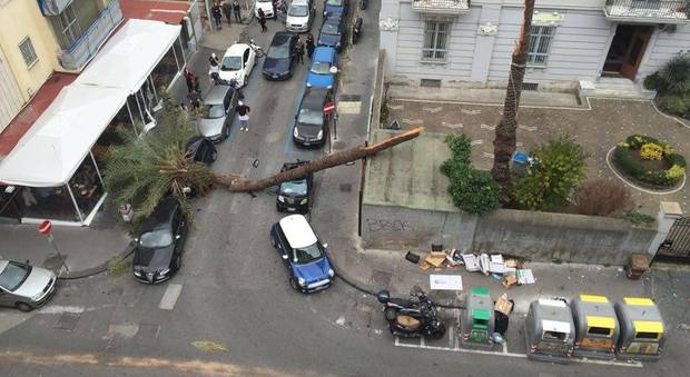 Maltempo e danni a Napoli: «Qui nessuno si occupa della salute degli alberi»