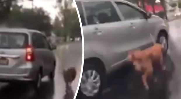 Cane trascinato dall'auto sotto la pioggia, i padroni fermati dagli altri automobilisti Video