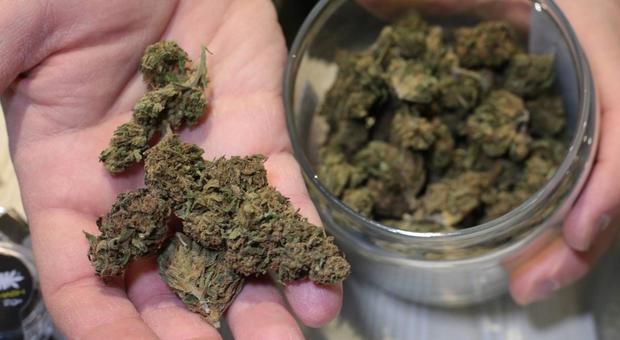 Distributori di cannabis aperti? «Non sono essenziali»: la Questura chiede la sospensione della licenza
