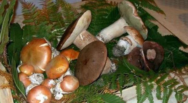 Intossicazione da funghi velenosi, in undici rischiano la morte