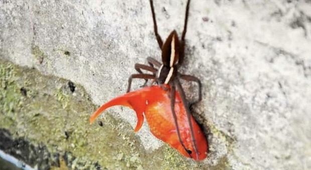 Ragno ruba un pesciolino rosso che è il doppio delle sue dimensioni