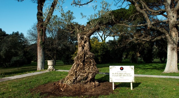 Associazione Valentia dona un ulivo secolare a Mattarella in memoria delle vittime del Covid