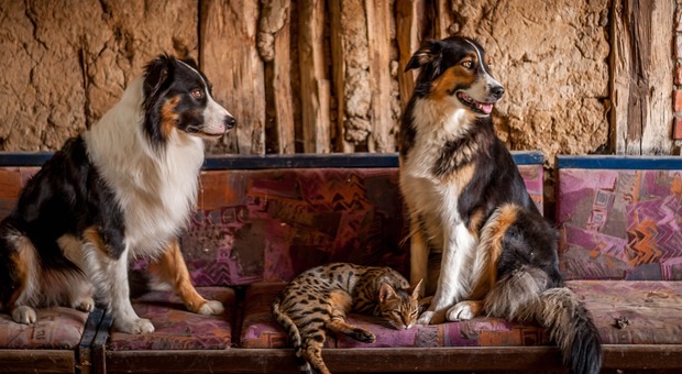 Cani e gatti: il giudice può limitare il possesso di animali in casa, ma anche in giardino