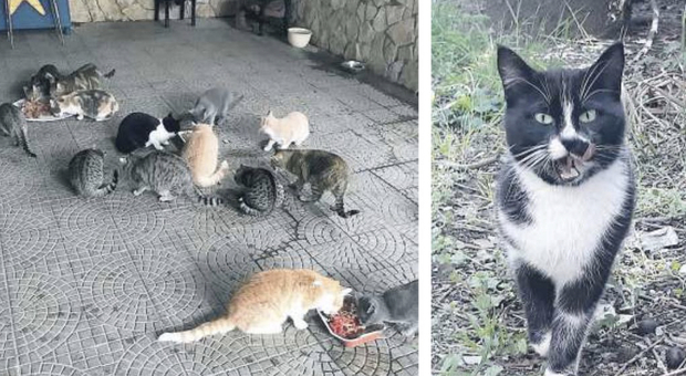 Trecento colonie di gatti, città felina fuori controllo
