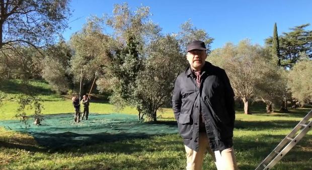 Villa Adriana, rinascita bio: la prima raccolta di olive per l'olio dell'imperatore