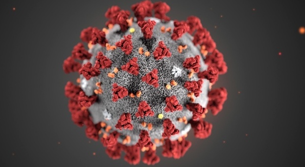 Coronavirus, lo studio italo-statunitense: «Una mutazione l'ha reso più contagioso fuori dall'Asia»