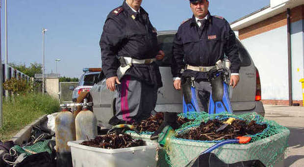 Cassino, ricci di mare pescati illegalmente: maxi sequestro in A1