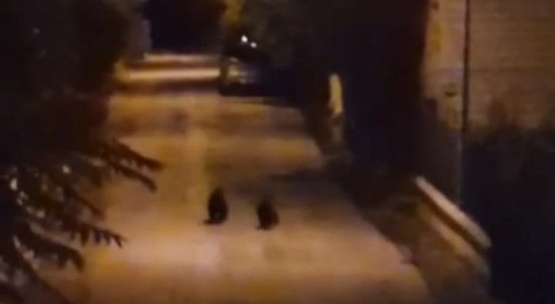 Orsa Amarena uccisa, i due cuccioli orfani sorpresi a vagare in un paese del Parco: «Siamo tutti preoccupati»