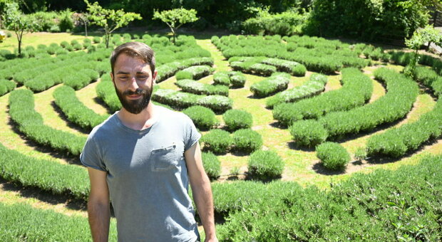 Il giardiniere Daniele Oliverio e il labirinto composto da 500 piante di lavanda angustifolia