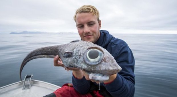 Norvegese cattura un pesce alieno: «Mai visto niente del genere»: ecco cos'era